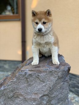 Shiba inu - 10