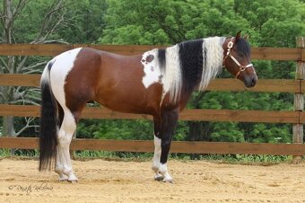 APH paint horse valach - 10