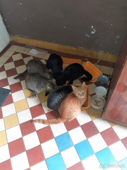 Darujem mačičky - 10