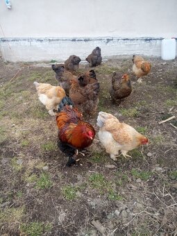 Brahmanky jarabičie NV - 10