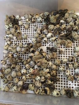 Prepeličie nasadove vajička - 10