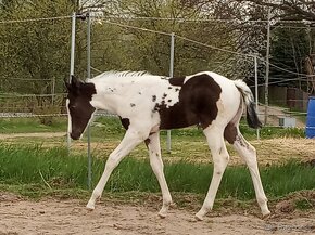 luxusní PAINT HORSE PLEMENÍK, DOUBLE HOMOZYGOT, import - 10