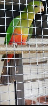 Papagáj kráľovský - 10