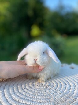 Mini Lop s VP - 10