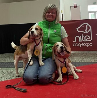 Bigel, bigl, beagle s PP - 10