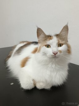 Maine coon - 10