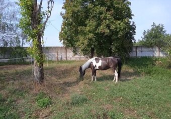 Boxové ustajnenie - 10