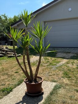 Juka obrovská – Yucca elephantipes (6-kmeňová, cca 180 cm) - 10