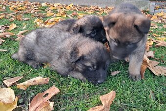 Nemecký ovciak - 10