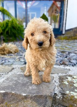 Pudl stredný pudlik - 10