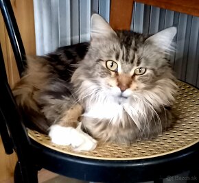 Maine coon - 10