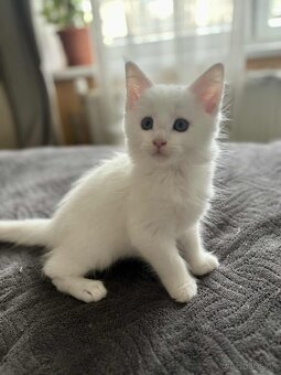 Maine coon mačiatka k odberu - 10