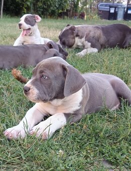 American bully XL, Americký stafordsirsky terier - 10