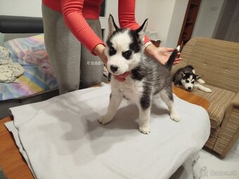 SIBÍRSKY HUSKY - 10