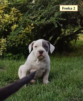 Americký stafordsirsky terier, american bully XL - 10
