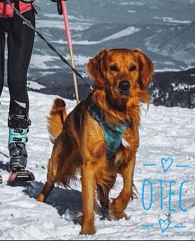 Zlatý Retriever šteniatka - 10