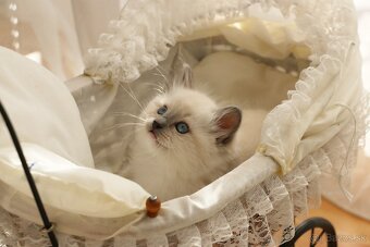 Ragdoll - láska na celý život - 10