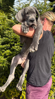 Německá doga modrá s PP Euphorie Blue HH - 10