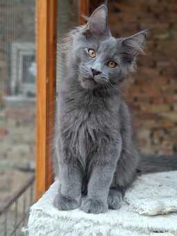 Maine coon, mainska mývalia s PP - 10