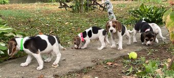 Beagle - 10