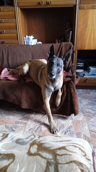 Belgicky ovciak malinois - 10