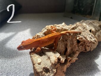 Pagekon riasnatý - Correlophus ciliatus - 10