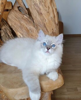 Ragdoll kocourek do chovu - 10