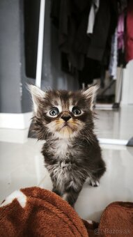Mačička Maine coon , úhrada aj na časti - 10