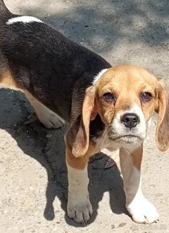 Beagle, bigel, bigl bez PP - 10