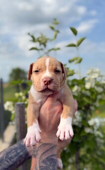 American bully XL/XXL s PP/stafford/pitbull/cane corso - 10