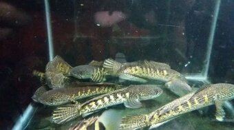Hydrolycus armatus + import - 10