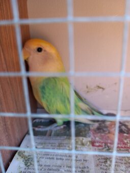 Agapornis ružovohrdlý - 10
