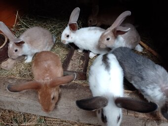 Predám králiky rôznych plemien a sfarbenia - 10