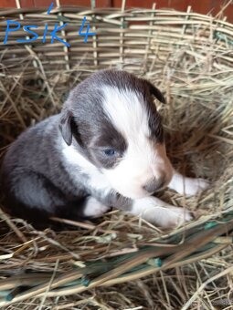 Border kólia šteniatka - 10