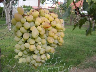 Sadenice viniča - 10