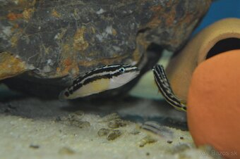 Predám prebytky chovu - Africké cichlidy - 10