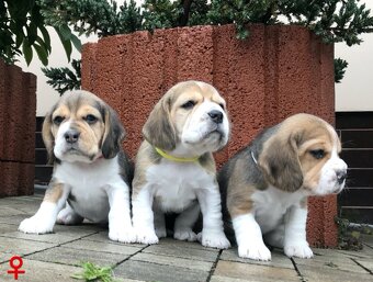 Bígel Beagle Bigl s PP FCI - 10