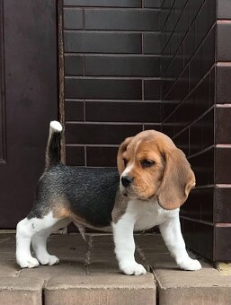 Bígel Beagle Bigl s PP FCI - 10