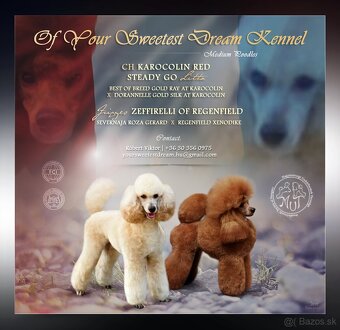 Stredne Veľký Pudel - Medium Poodle - 10