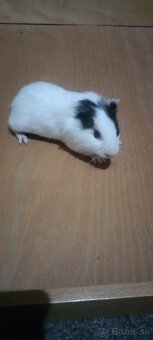 Morské prasiatka - 10