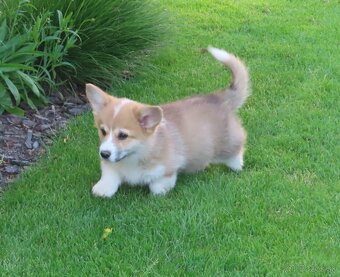 welsh corgi - 10
