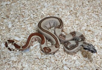 Boa imperator - Normal a Hypo 66% het Sterling VPI - 10
