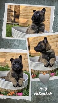 Belgický ovčiak Malinois ,,G” vrh - 10