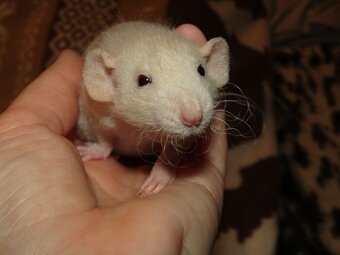 Dumbo, rex - mláďata potkánků s výpisem předků - 10