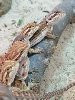 Agama bradatá - mláďatá - 10