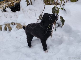 Darujem šteniatka - 10