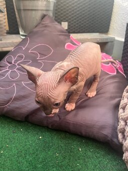 Mačička sphynx - 10