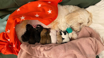 Havanský psík s PP, posledné tri šteniatka - 10