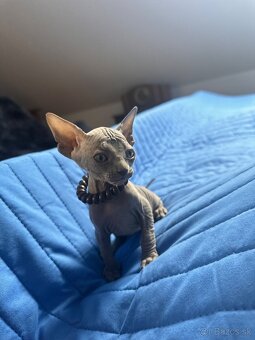 Kanadský Sphynx s pp - 10