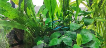 GRINDAL (Enchytraeus Buchholzi) - 10